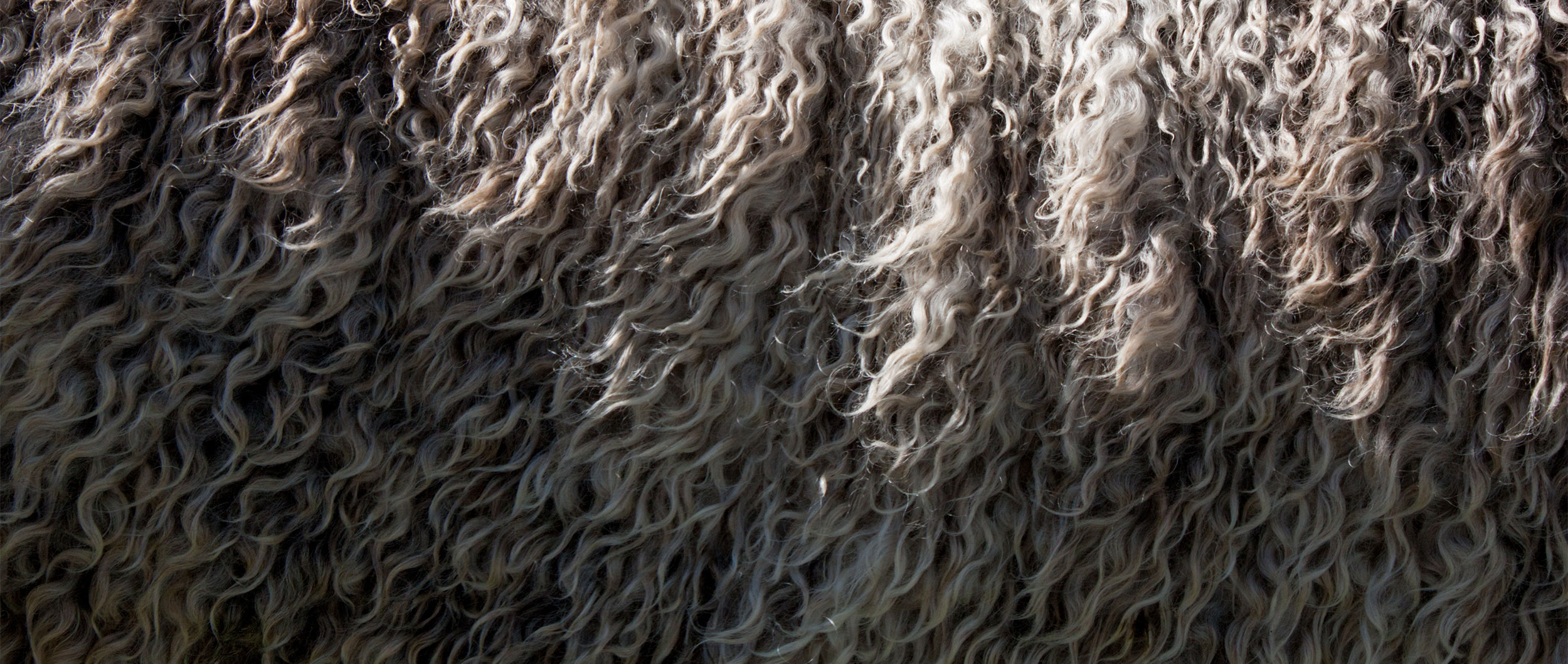Wat is merinowol? Afbeelding van wol van het merinoschaap