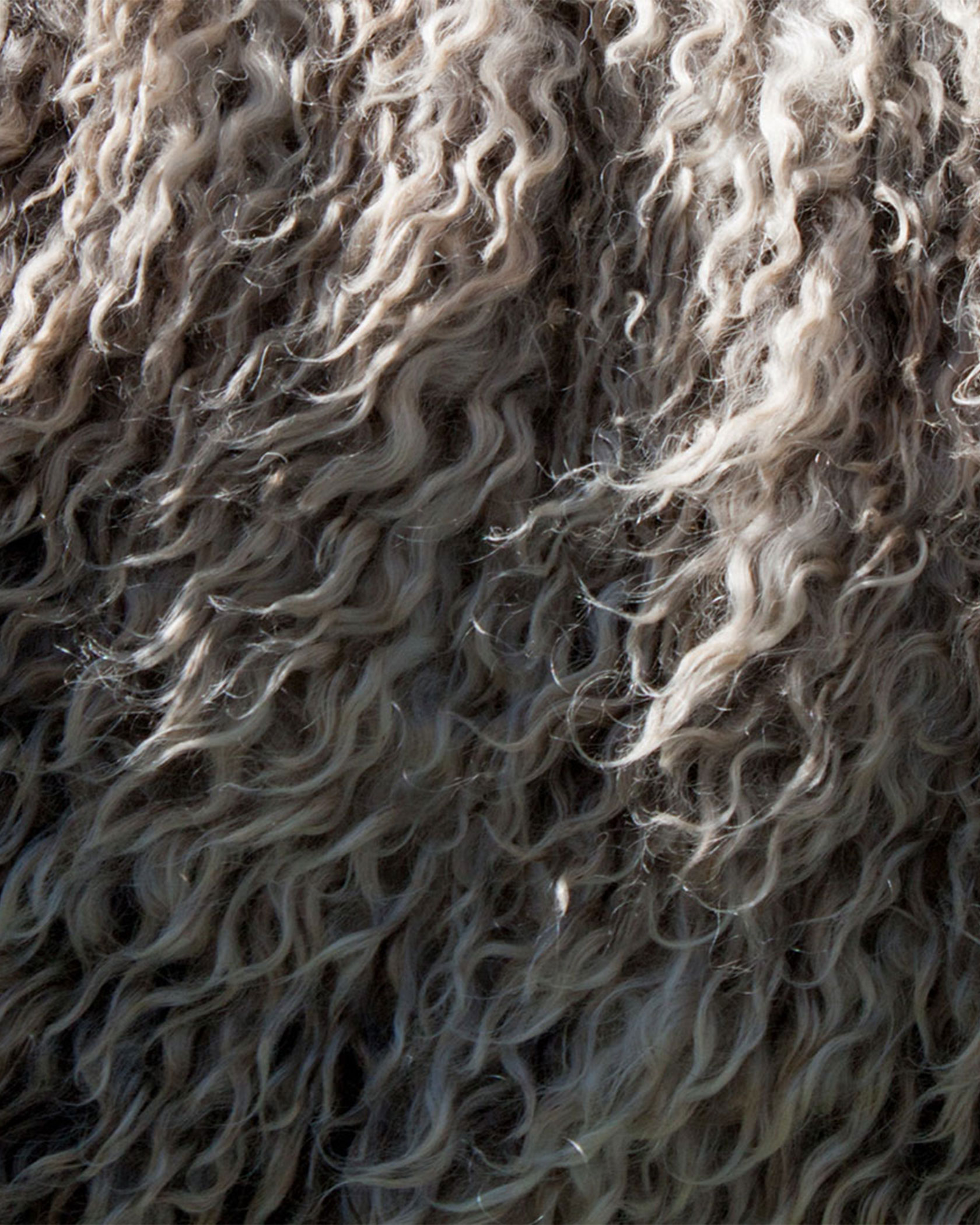 Wat is merinowol - Afbeelding van het wol van de merinoschaap